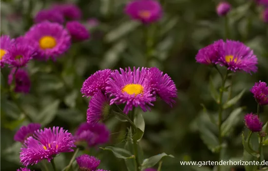 Feinstrahl Feinstrahl