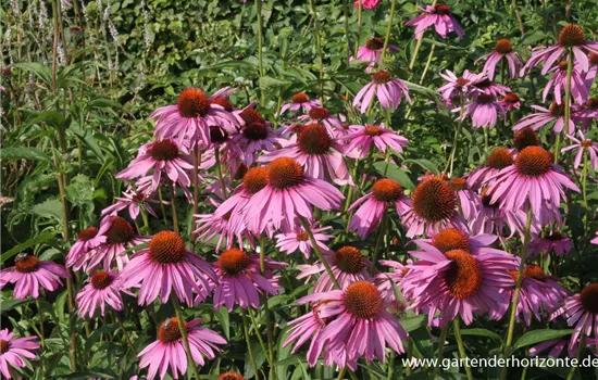 Purpursonnenhut Purpursonnenhut