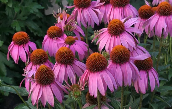 Garten-Scheinsonnenhut 'Mistral'