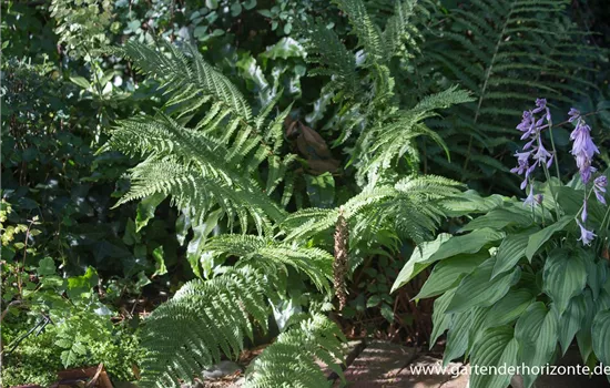 Gewöhnlicher Wurmfarn Gewöhnlicher Wurmfarn