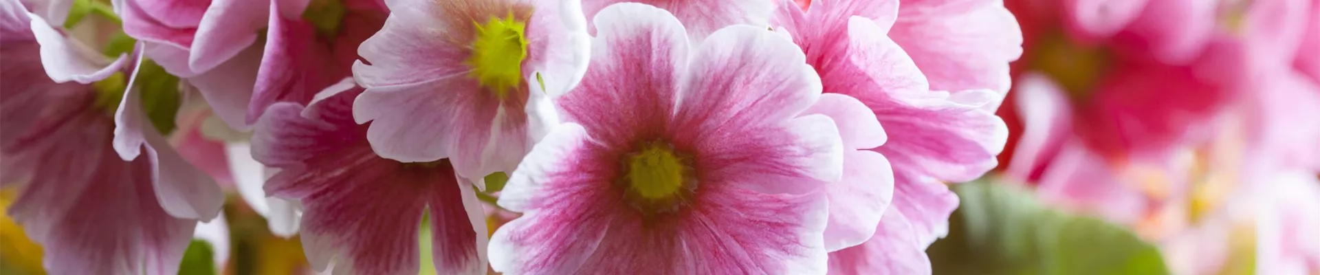 Service_Gutschein_Header_klein