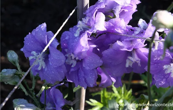 Hoher Garten-Rittersporn 'Delphi´s Misty' Hoher Garten-Rittersporn 'Delphi´s Misty'
