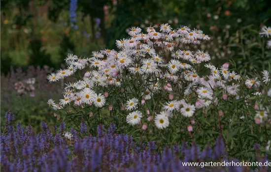 Feinstrahl Feinstrahl