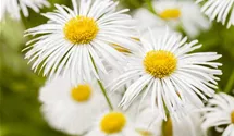Erigeron x cult.'Strahlenmeer'