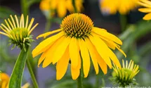 Echinacea purpurea 'Summer Breeze'
