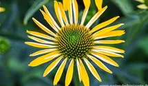 Echinacea purpurea 'Summer Breeze'