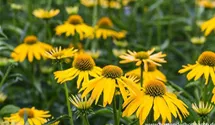 Echinacea purpurea 'Summer Breeze'