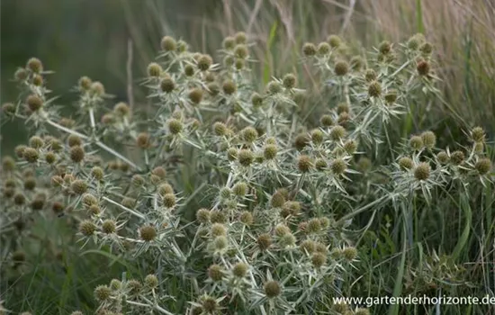 Strand-Mannstreu Strand-Mannstreu