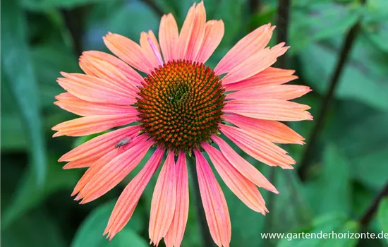 Garten-Scheinsonnenhut 'Summer Cocktail' Garten-Scheinsonnenhut 'Summer Cocktail'
