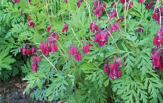 Zwergige Garten-Herzblume 'Bacchanal' Zwergige Garten-Herzblume 'Bacchanal'