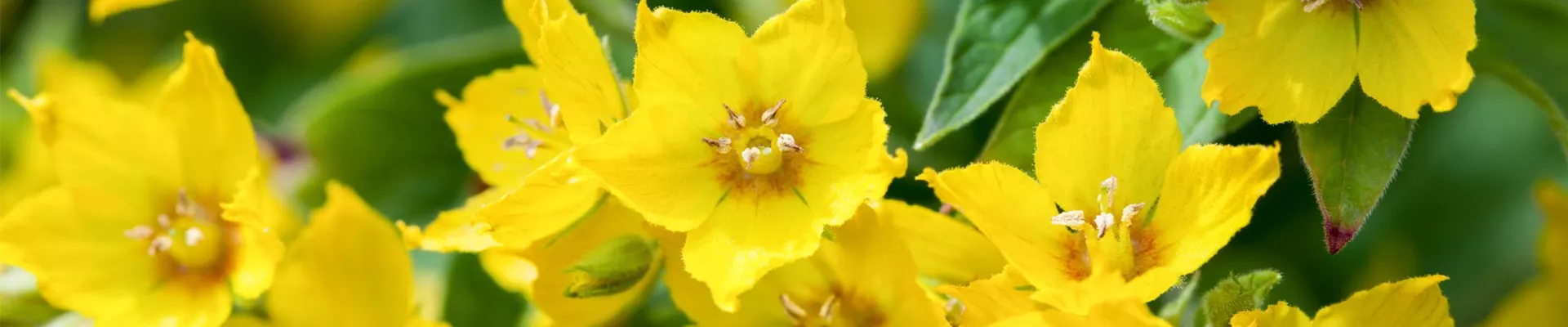 Service_Kundenmagazine_Header_klein