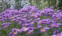 Erigeron x cult.'Strahlenmeer'