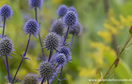 Flachblättriger Mannstreu Flachblättriger Mannstreu