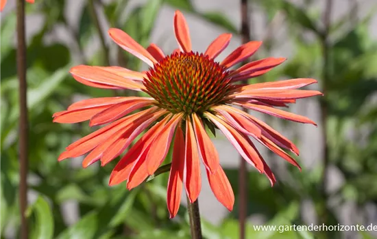 Garten-Scheinsonnenhut 'Sundown' Garten-Scheinsonnenhut 'Sundown'