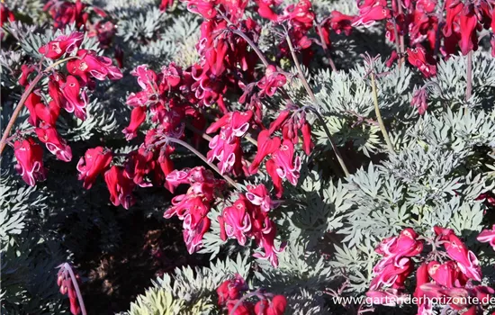 Zwergige Garten-Herzblume 'Burning Hearts'® Zwergige Garten-Herzblume 'Burning Hearts'®