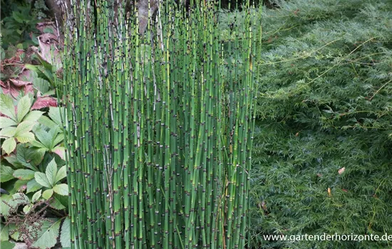 Winter-Schachtelhalm Winter-Schachtelhalm