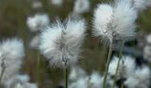 Eriophorum vaginatum