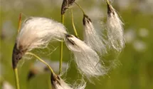 Eriophorum vaginatum