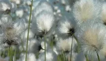Eriophorum vaginatum