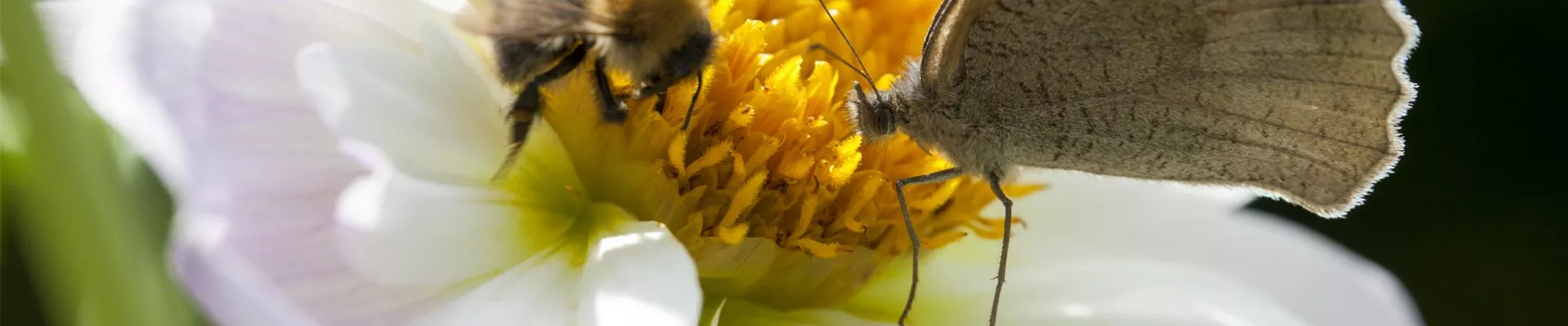 Service_Pflanzendoktor_Header_klein