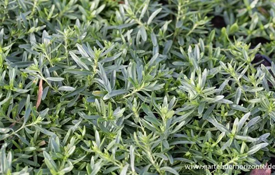 Garten-Heide-Nelke 'Albus' Garten-Heide-Nelke 'Albus'