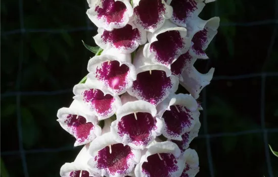 Garten-Fingerhut 'Pam´s Choice' Garten-Fingerhut 'Pam´s Choice'