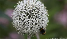 Echinops sphaerocephalus 'Arctic Glow'