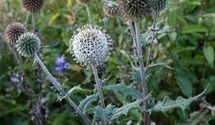 Echinops sphaerocephalus 'Arctic Glow'
