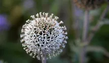 Echinops sphaerocephalus 'Arctic Glow'