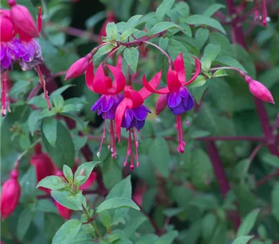 Fuchsie Fuchsie