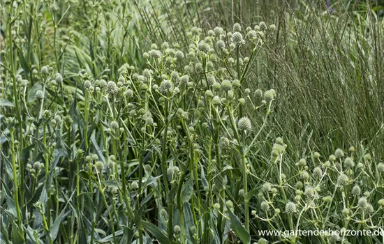 Palmlilienblättrige Mannstreu Palmlilienblättrige Mannstreu
