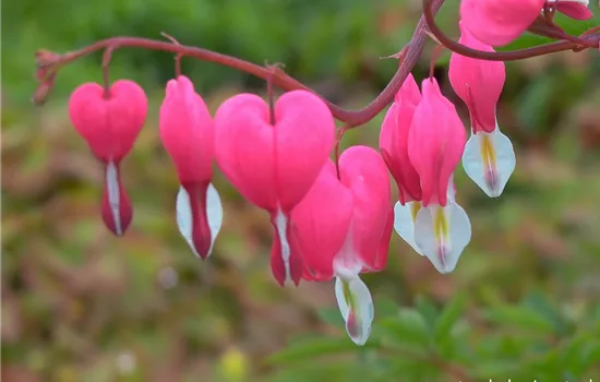 Tränendes Herz Tränendes Herz