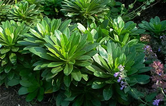 Mandelblättrige Wolfsmilch Mandelblättrige Wolfsmilch