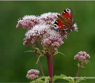 Eupatorium cannabinum Eupatorium cannabinum