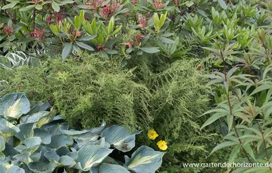 Garten-Goldschuppenfarn 'Cristata The King' Garten-Goldschuppenfarn 'Cristata The King'