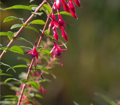 Fuchsie Fuchsie