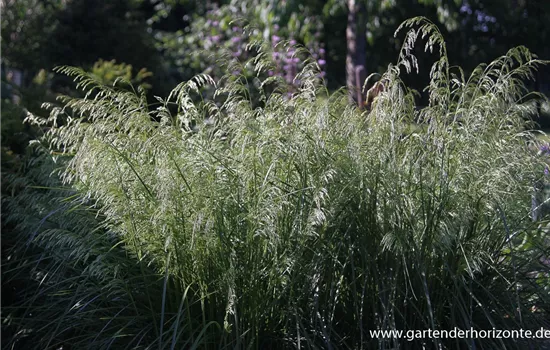 Rasen-Schmiele Rasen-Schmiele