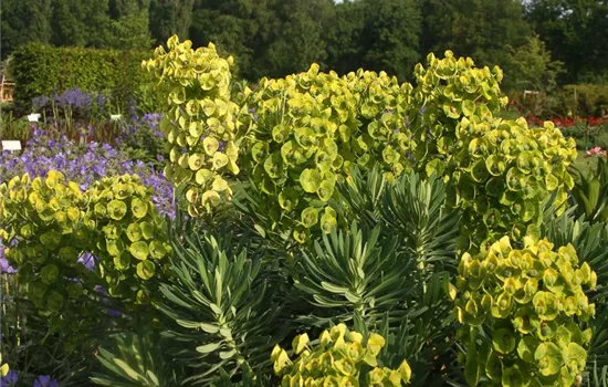 Mittelmeer-Wolfsmilch Mittelmeer-Wolfsmilch