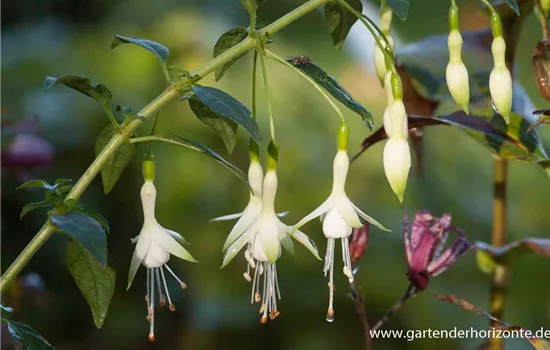 Garten-Fuchsie Garten-Fuchsie