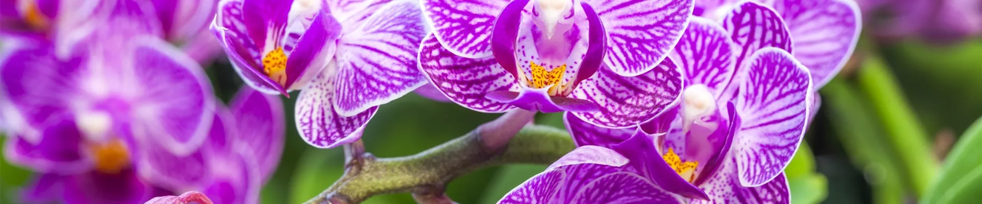 Haut-TV_Header_klein Haut-TV_Header_klein