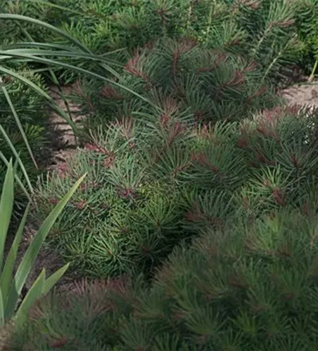 Garten-Zypressen-Wolfsmilch 'Fens Ruby' Garten-Zypressen-Wolfsmilch 'Fens Ruby'