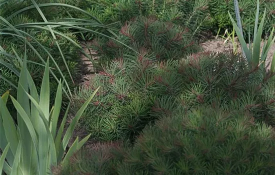 Garten-Zypressen-Wolfsmilch 'Fens Ruby' Garten-Zypressen-Wolfsmilch 'Fens Ruby'