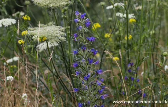 Gewöhnlicher Natternkopf Gewöhnlicher Natternkopf