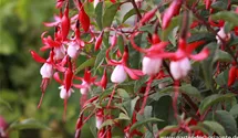 Fuchsia magellanica 'Madame Cornelissen'