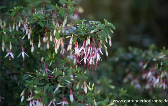 Garten-Fuchsie Garten-Fuchsie