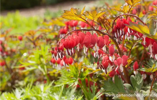 Tränendes Herz 'Valentine'® Tränendes Herz 'Valentine'®