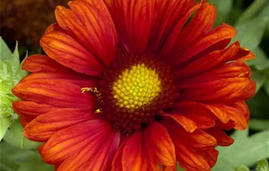 Großblumige Garten-Kokardenblume 'Burgunder' Großblumige Garten-Kokardenblume 'Burgunder'