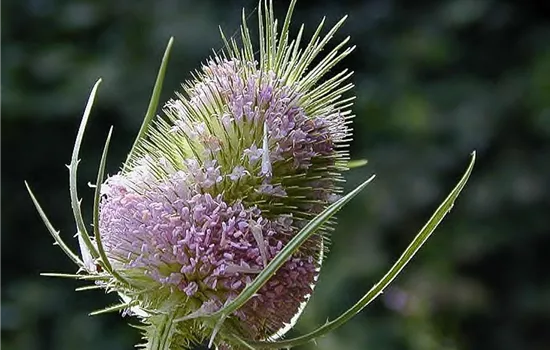 Wilde Karde Wilde Karde