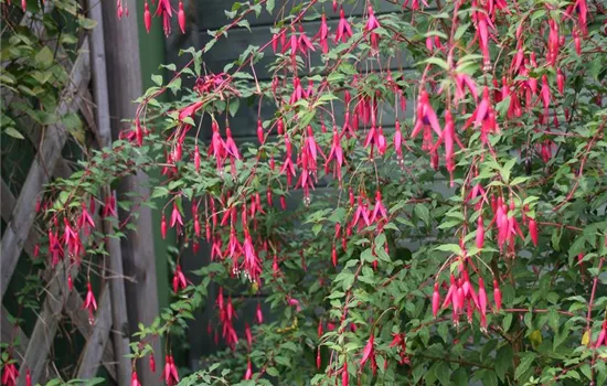 Garten-Fuchsie Garten-Fuchsie