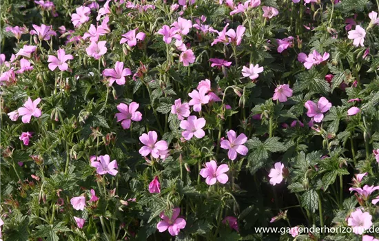 Oxford-Garten-Storchschnabel 'Rose Clair' Oxford-Garten-Storchschnabel 'Rose Clair'